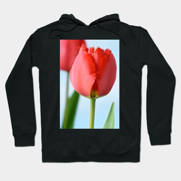 Tulipa  &#39;Crystal Beauty&#39;   Fringed Tulip Hoodie by chrisburrows